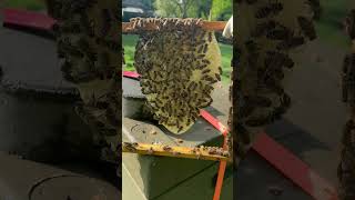 Bees Build a Beautiful Drone Comb! 🐝☀️ #bees