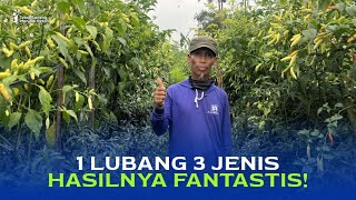 A Unique Method for Planting 3 Types of Chili Peppers in One Hole! The Results Are Unbelievable! ...