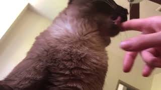 Музыка для сна, медитации, йоги ^..^= СИАМСКИЕ КОШКИ Музыка для сна, медитации, йоги ^..^= СИАМСКИЕ КОШКИ