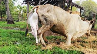 Successful Process Of Giving Birth To A Cow ( End EP )