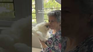 Percy Bring A Greater Sense Of Calm chongker chongkerplush chongkerrobotcat seniorcare