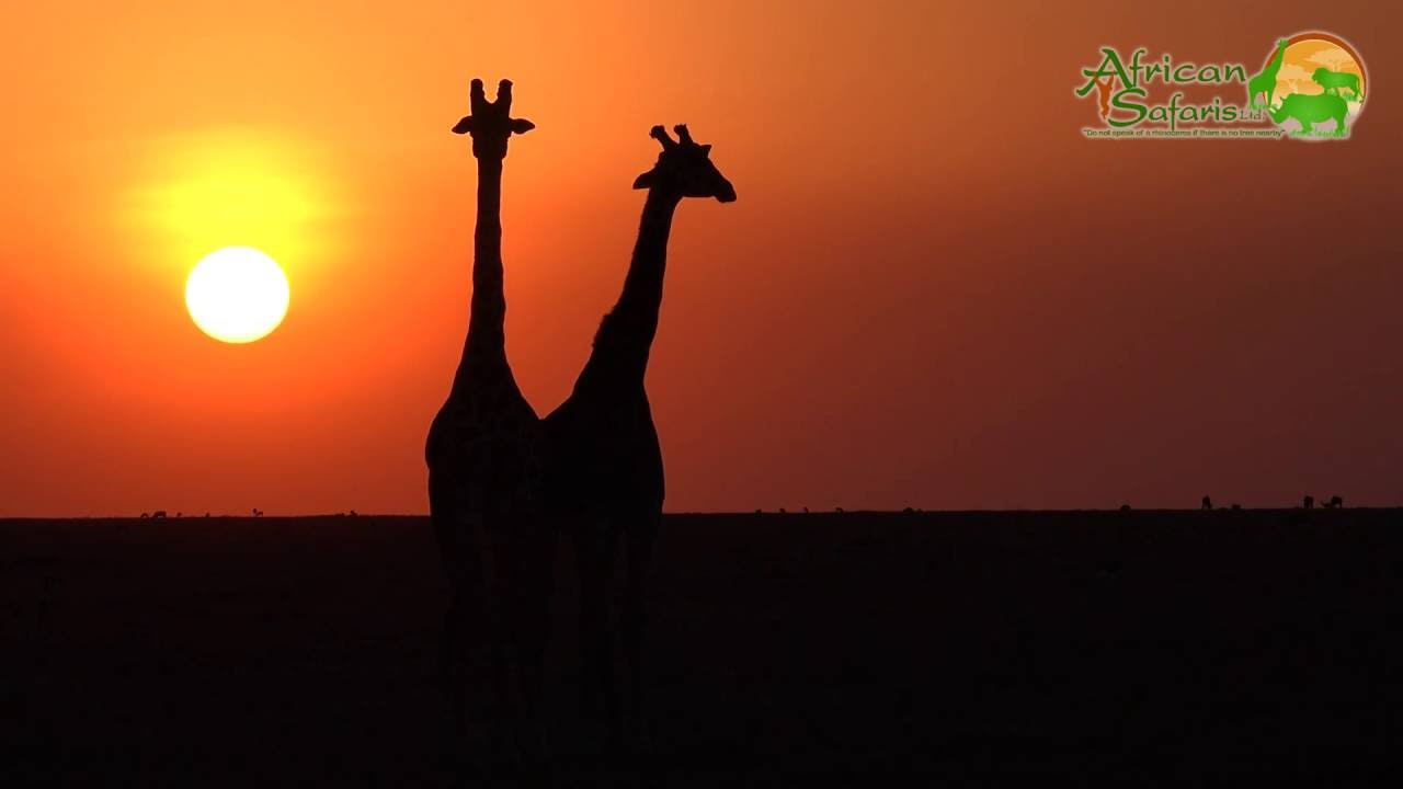 giraffe-in-a-sunset-masai-mara-kenya-youtube