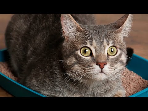 Video: Liečba Hluchoty U Mačiek