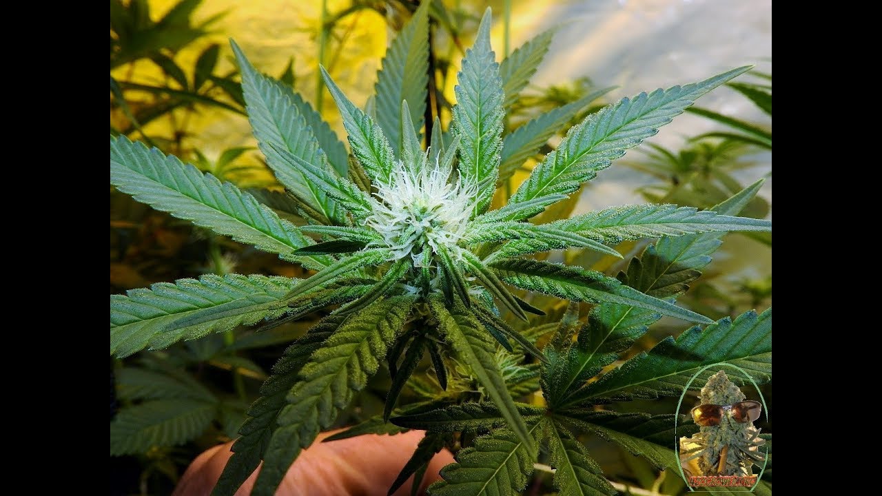 DOUBLE TAP DAY 21 HPS VS LED