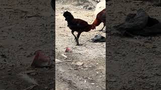 Free to Use Video | No Copyright | Use Anywhere /No Copyright Footage | 100% Free Use | No Claim