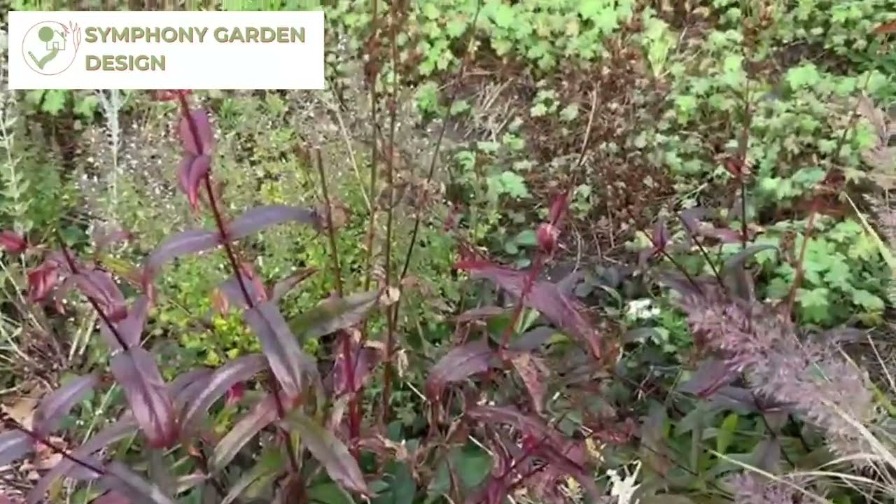 Top Autumn Perennials for Beautiful Fall Borders | Fall Garden Inspiration