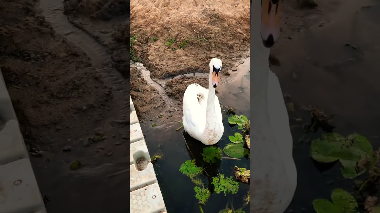 The swan promises to kill everyone, but no one has died yet...