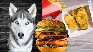 Asmr Dog Reviewing McDonalds Chicken McNuggets and Beef Burger #asmr