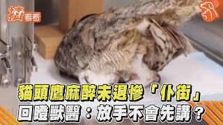 貓頭鷹麻醉未退慘「仆街」 回瞪獸醫:放手不會先講?|TVBS新聞|擠看看