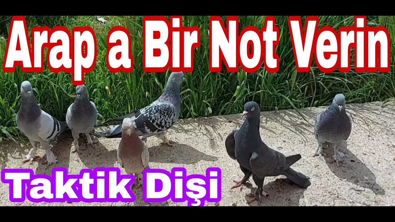 arap-a-bir-not-verin-bakal-m-ve-taktik-di-i-ball-g-vercin-youtube