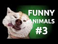 New Best Funny Animals Compilation || FAILZONE || #3