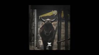 Pagla Cows In Bangladesh