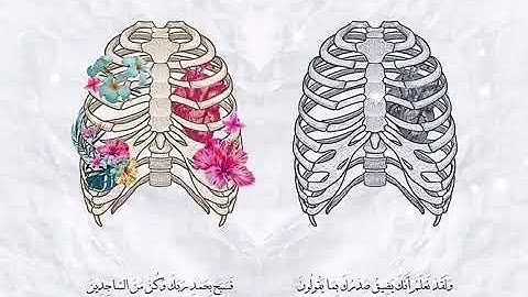 ولقد نعلم انك يضيق صدرك بما يقولون القارئ احمد النفيس