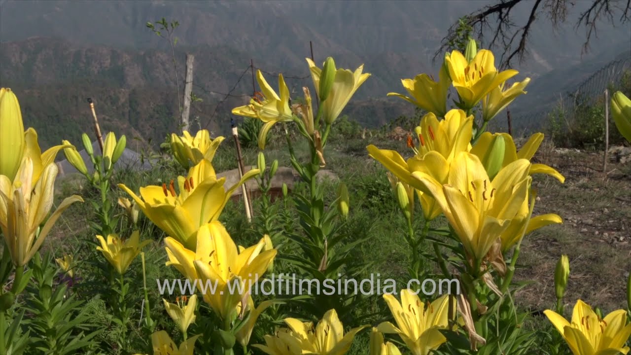 Himalayan wildfilmsindia garden blooms | Meconopsis, Passion Flower, Asiatic Lily, Canterbury Bells
