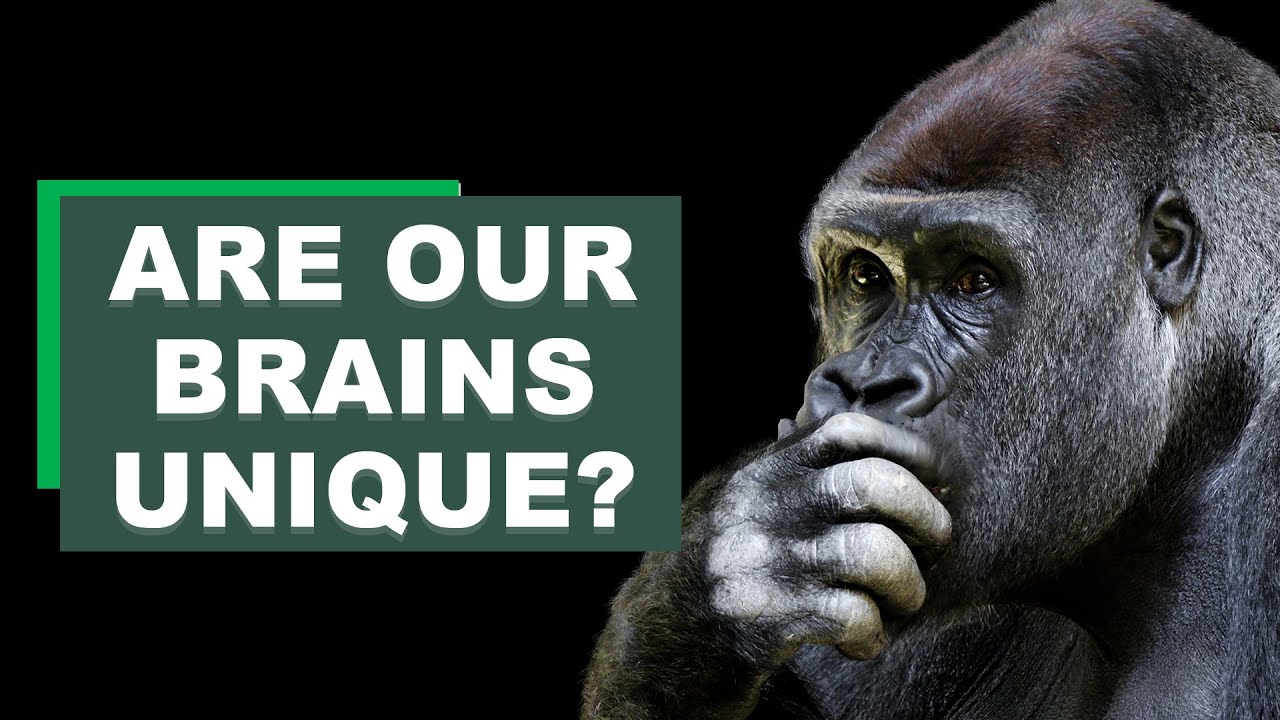 Are Our Brains Unique? | Cognition Expert Justin Gregg on Animal Minds and Human Brains (Part 1)