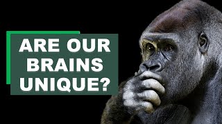 Are Our Brains Unique? | Cognition Expert Justin Gregg on Animal Minds and Human Brains (Part 1)