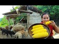 survival in the rainforest-found lungs with corn for cook &amp; give to pets HD