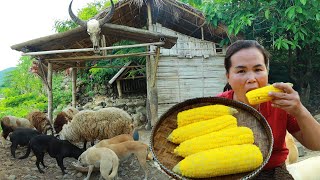 survival in the rainforest-found lungs with corn for cook & give to pets HD
