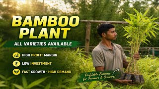Bambusa Vulgaris,Dendrocalamus Asper, Dendrocalamus Gigantus plants Available #fyp Call 📲+9864594457