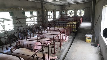 Cách làm trại quy mô 15 nái hiện đại, chi phí rẻ cho ae tham khảo