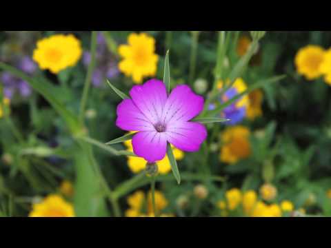 Video: Lobelia - Nuttige Eigenschappen En Gebruik Van Lobelia, Groeiend En Zorgzaam Voor Lobelia, Lobelia-variëteiten