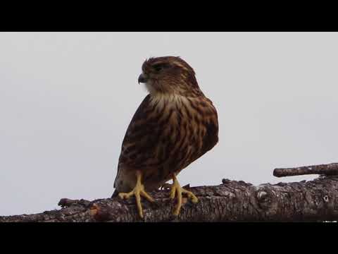 Merlin Perched On Branch Windy Day - YouTube
