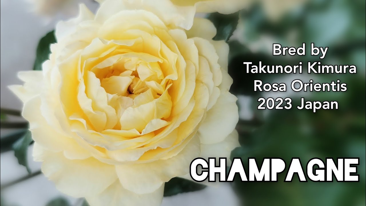 CHAMPAGNE ROSE plant by Takunori Kimura 2023 Japan Baranoie Rosa