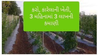 #bittergourd #karela કરો, કારેલાની ખેતી.....3 મહિનામાં 3 લાખની કમાણી.