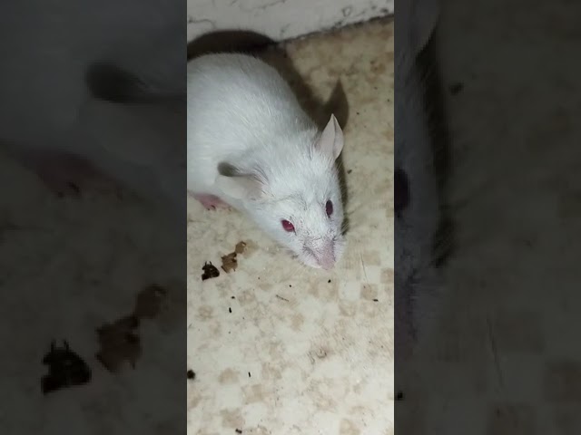 Souris Blanc