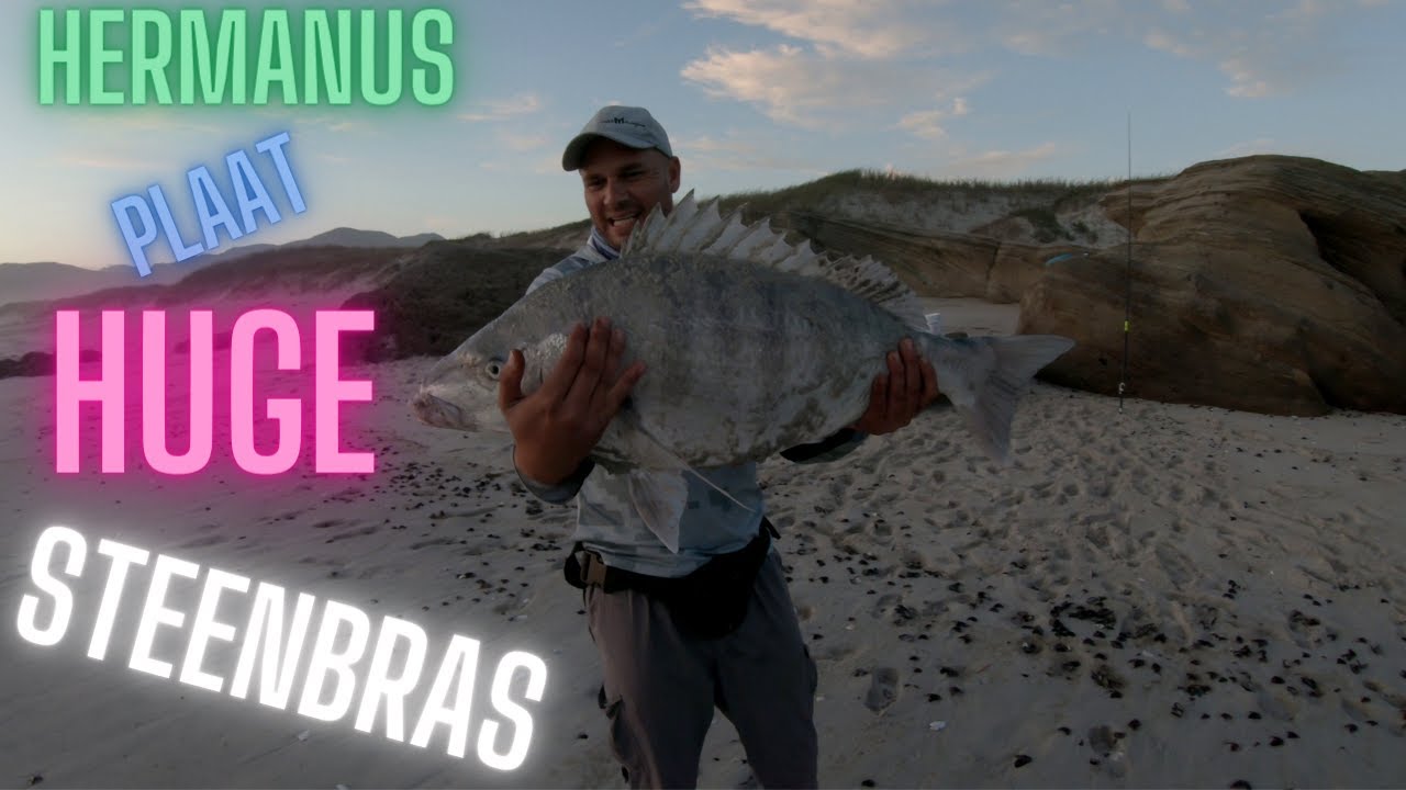 Hermanus plaat HUGE steenbras