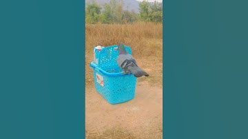Create Bird Trap Ideas Using Basket #trap #citytrap #shorts