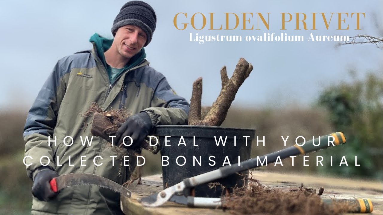 Как собрать БЕСПЛАТНЫЙ материал для бонсай..!! Раскрытие потенциала — эффективные стратегии!..! #...
