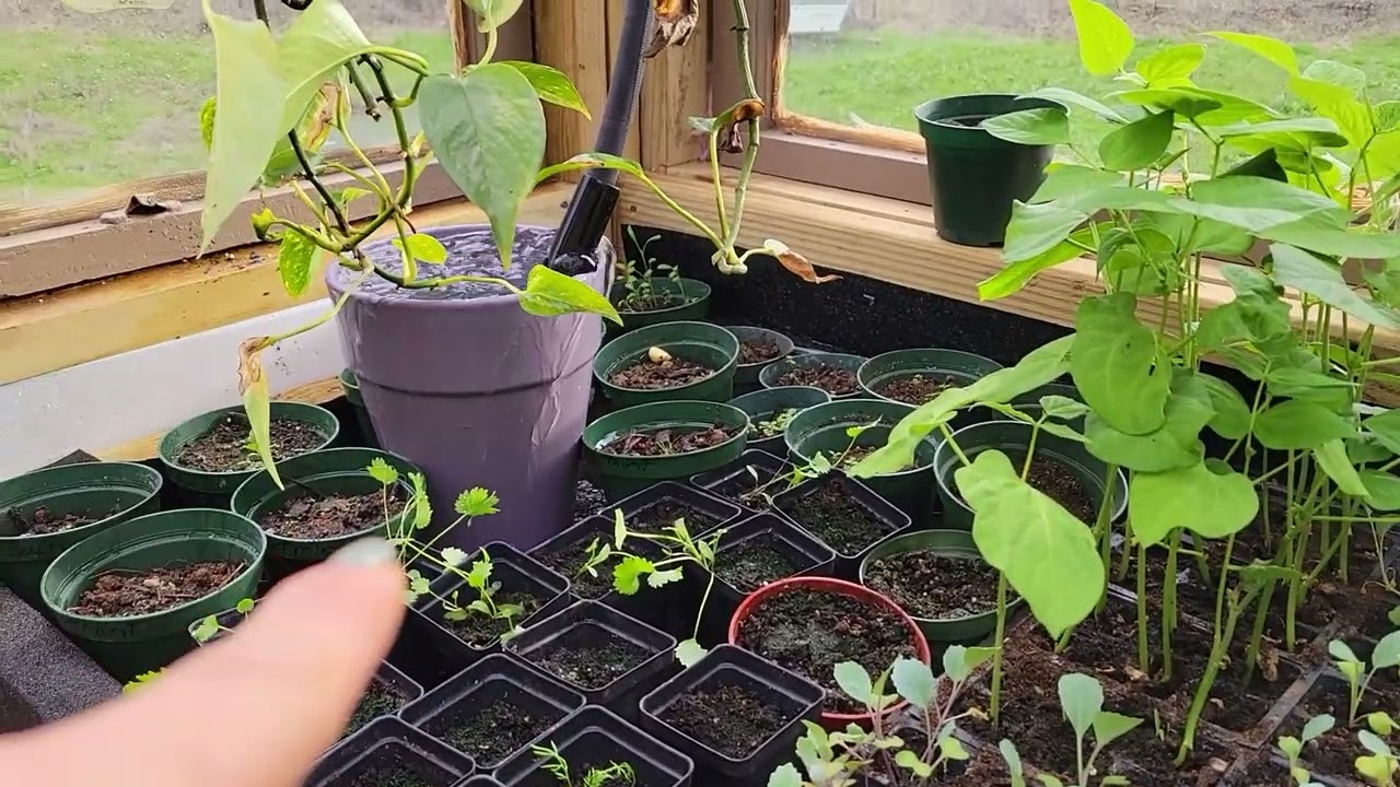 Greenhouse Tour and Automatic Water System.