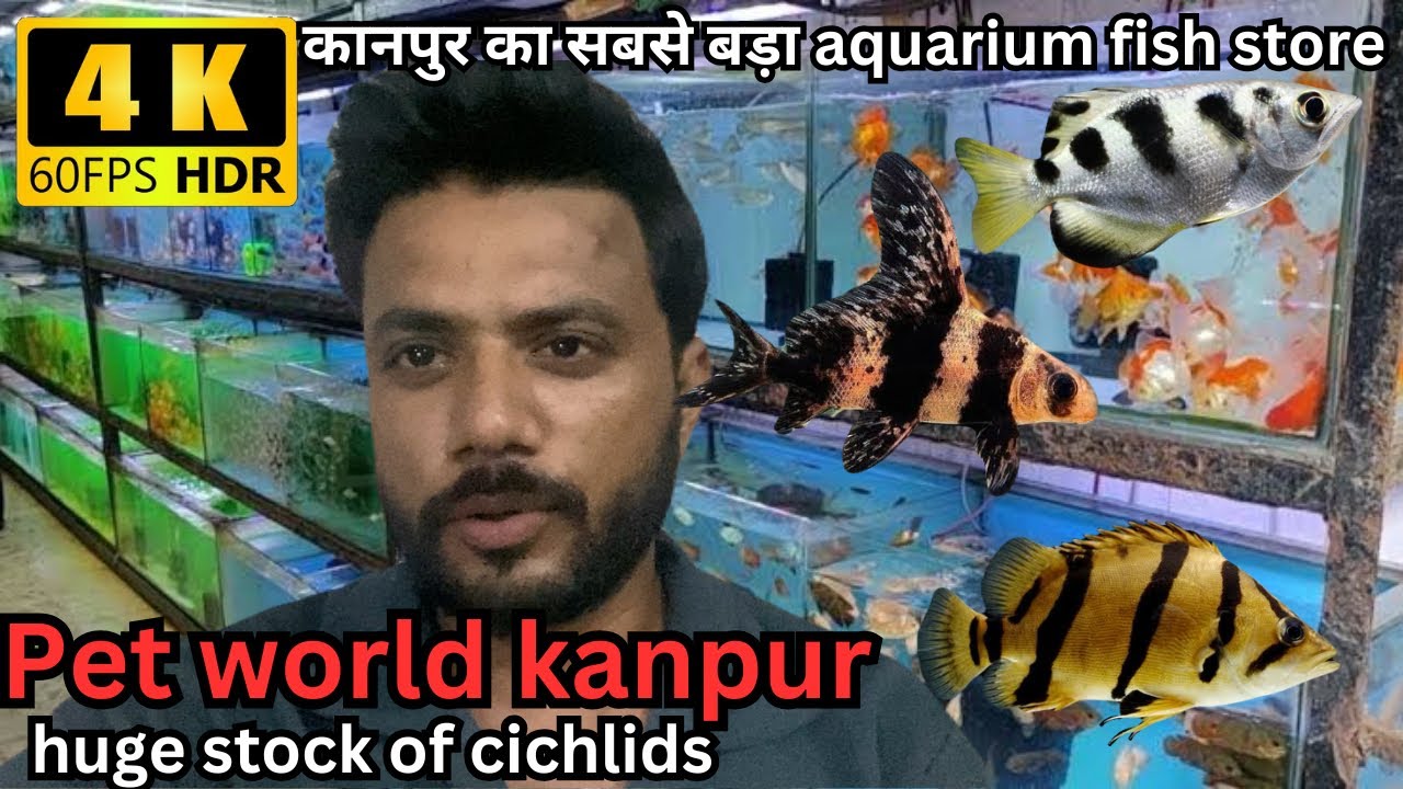 Aquarium fish market kanpur laquarium fish price 2025 | pet shops in kanpur | aquarium fish shops