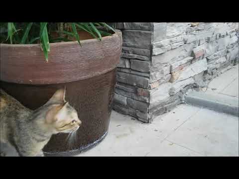 Mom Cat Calling