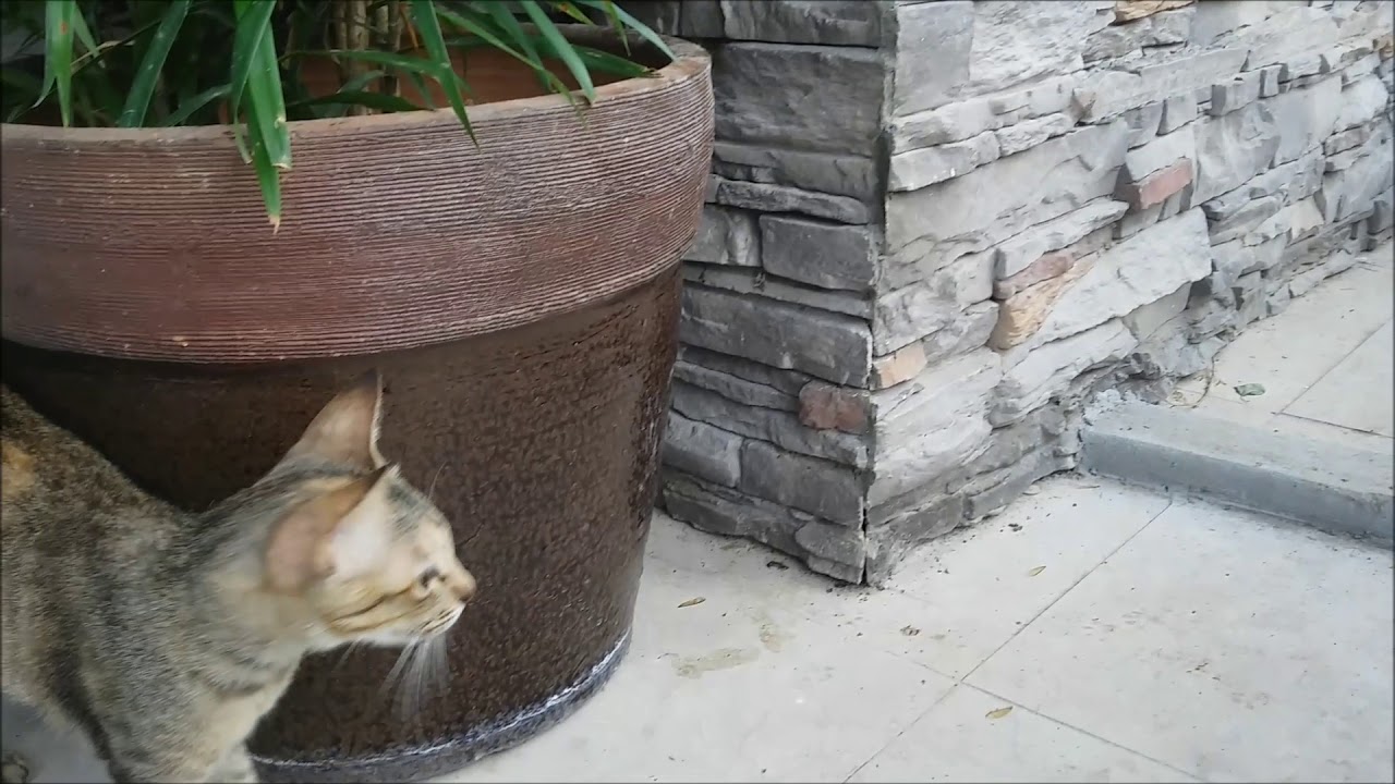 mama cat calling babies