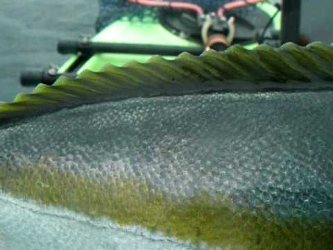 Kayak Fishing ヒラマサの寄生虫 10 07 31 Youtube Kayak Fishing ヒラマサの寄生虫 10 07 31 Youtube