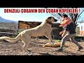 DENİZLİLİ ÇOBANIN DEV ÇOBAN KÖPEKLERİ ! - DENİZLİ - ANADOLU ÇOBAN KÖPEĞİ, YÖRÜK ÇOBAN KÖPEĞİ, KANGAL