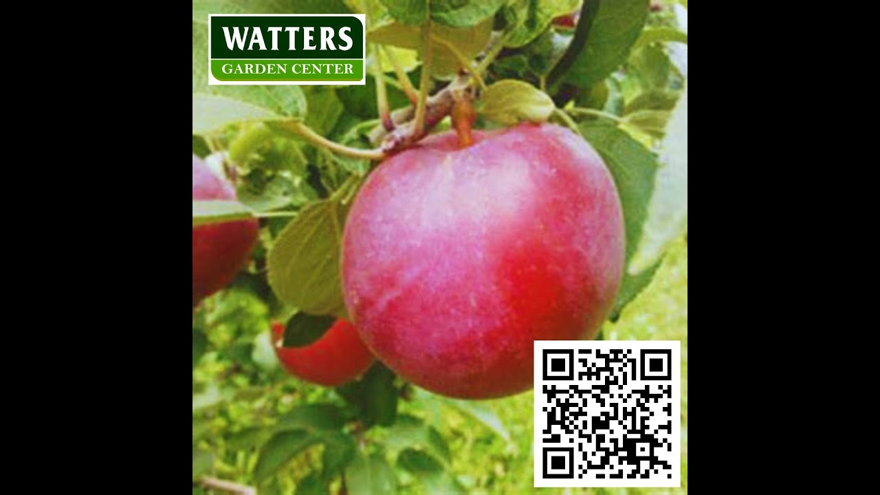 Apple Winecrisp YouTube