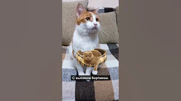 Как выбрать лежак для кота? (Часть 1) #shorts #коты #кошка #домик #лежанка