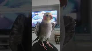 13 Farklı Kelime Söyleyen Ve Ambulans Sesi Çıkaran Sultan Papağanı