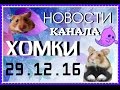 Новости канала ХОМКИ 29.12.16
