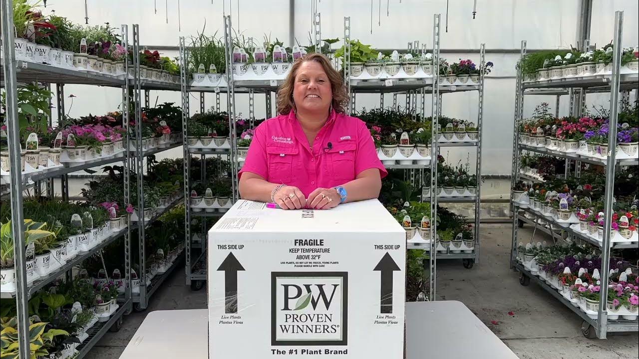 What's New for 2024 Proven Winners Annuals YouTube