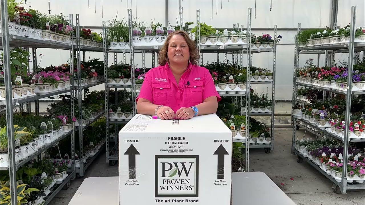 What's New for 2024 Proven Winner Annuals YouTube