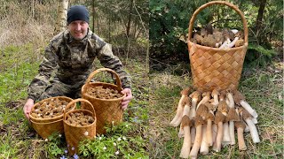 СМОРЧКОВАЯ ШАПОЧКА НА КАЖДОМ ШАГУ!!! БЕЛАРУСЬ. (Verpa bohemica, Morchellaceae)