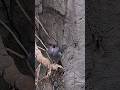 Bird know for extraordinarily loud sound - Screaming Piha #shorts #birds