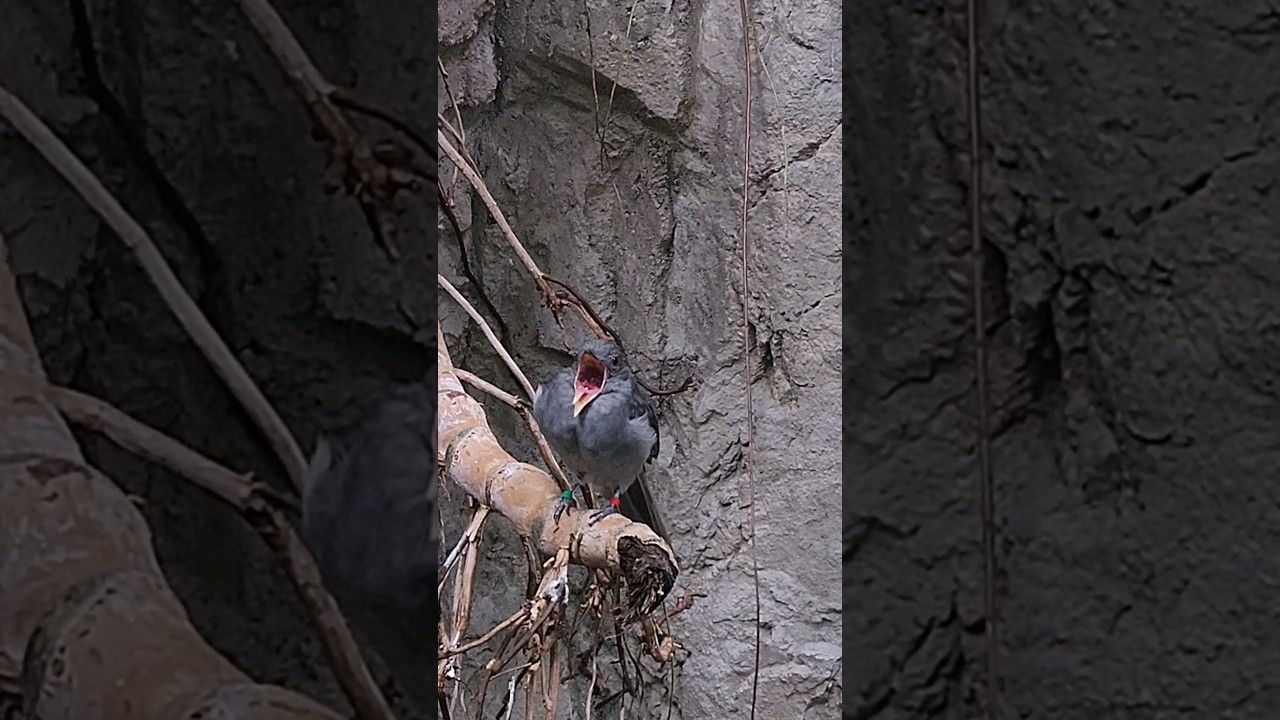 Bird know for extraordinarily loud sound - Screaming Piha  