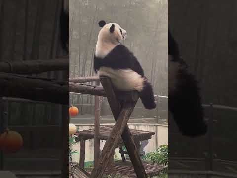 😢 Heartbroken PANDA - Efkarlı PANDA #shorts #heartbroken #panda #efkarlı #üzgün #panda #hayvanlar