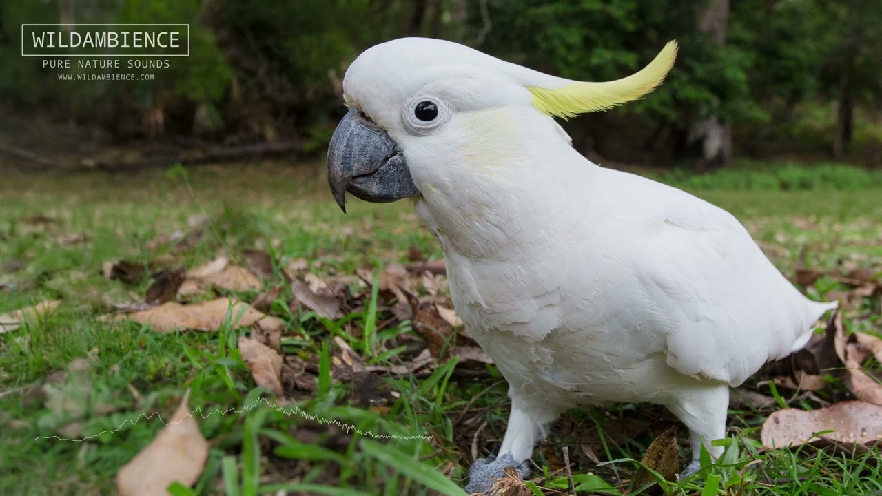 Sulphur-crested Cockatoo Sounds - Loud, raucous calls