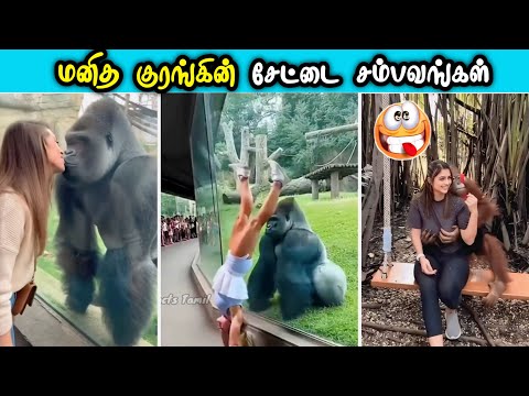 குடுத்து வச்ச குரங்குகள் 😜 